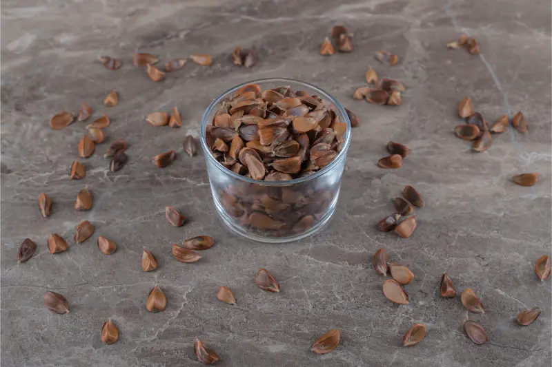 Cacao
