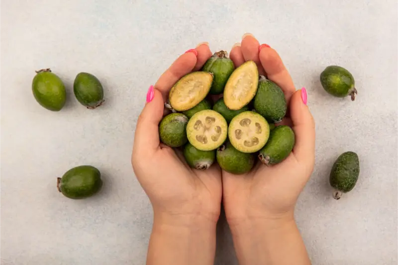 garcinia cambogia fruto